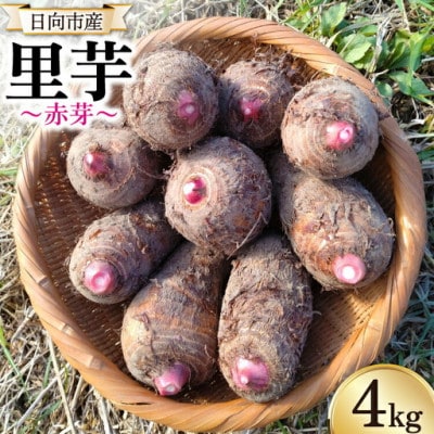【期間限定】里芋(赤芽) 約4kg