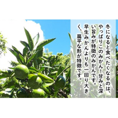 【期間限定発送】踊るおいしさ!味濃く甘い! 青島みかん 5kg