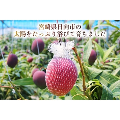 【2026年発送】「生産者応援・数量限定」 訳あり 宮崎 完熟 マンゴー 家庭用 3L 2玉