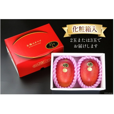 【2026年発送】マンゴー 太陽のタマゴ 秀品 900g以上