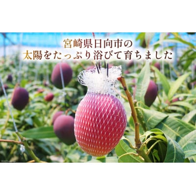 【2025年6月より順次発送】マンゴー 太陽のタマゴ 秀品 900g以上