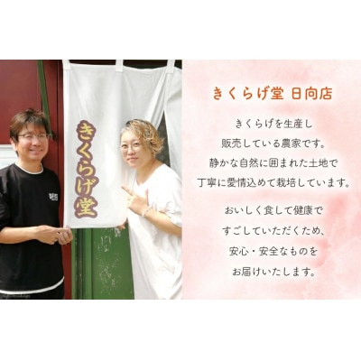 きくらげ 国産 粉末 白(100g×1袋)