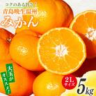 コクのある甘さ うまぁ～い!!青島晩生温州みかん 2Lサイズ 5kg(日向市)