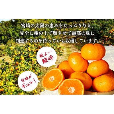 コクのある甘さ うまぁ～い!!青島晩生温州みかん 2Lサイズ 5kg(日向市)
