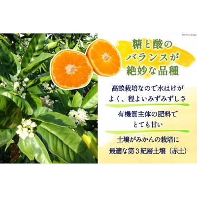 コクのある甘さ うまぁ～い!!青島晩生温州みかん 2Lサイズ 5kg(日向市)