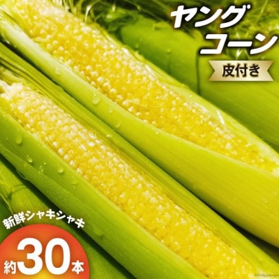 朝どれ とうもろこし ヤングコーン(ベビーコーン) 皮つき 約30本