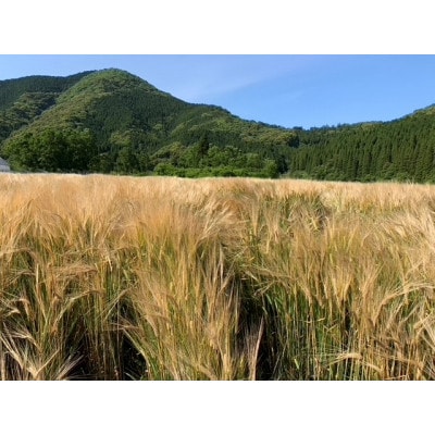 太陽と海のごきげんビール「ひなたビール」6本入