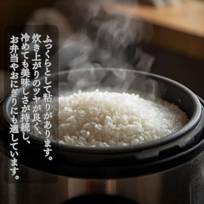 「ひむか米」コシヒカリ キューブ2袋セット 600g 精米 令和7年産　新米(日向市)