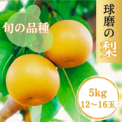 熊本県JAくま産　球磨の梨　5kg(12～16玉　旬な品種)