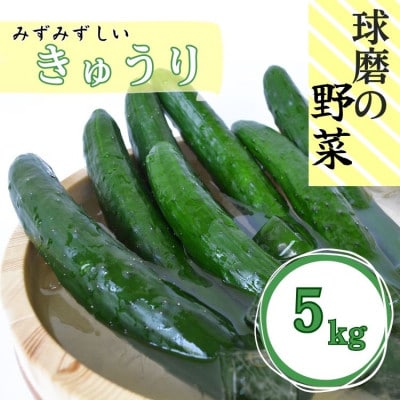 熊本県産　きゅうり　5kg(40本以上)