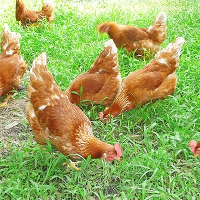 熊本県　森田農場　放し飼い「有精卵」45個+破卵保障5個入り
