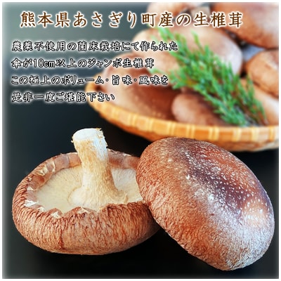 熊本県あさぎり町産 生しいたけ 特大サイズ約1kg(約12個)