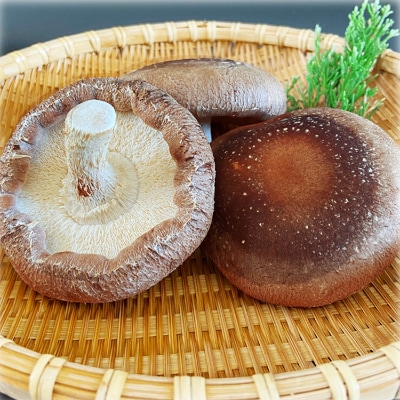 熊本県あさぎり町産 生しいたけ 特大サイズ約1kg(約12個)