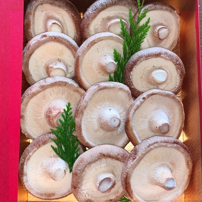 熊本県あさぎり町産 生しいたけ 特大サイズ約1kg(約12個)