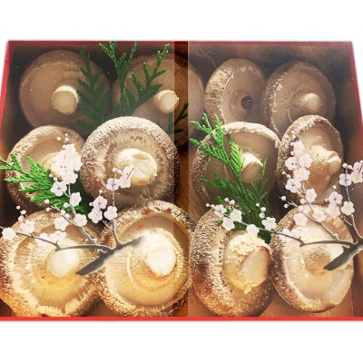 熊本県あさぎり町産 生しいたけ 特大サイズ約1kg(約12個)