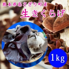 生きくらげ1kg(250g&times;4パック) 熊本県あさぎり町産