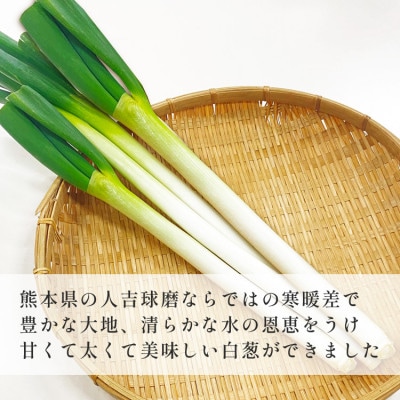 熊本県あさぎり町産　白ねぎ「球磨美人」2Lサイズ×25本