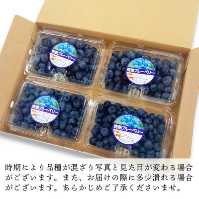 【訳あり】熊本県あさぎり町産 粒の大きさ不揃い 手摘みブルーベリー 生果実 約1kg