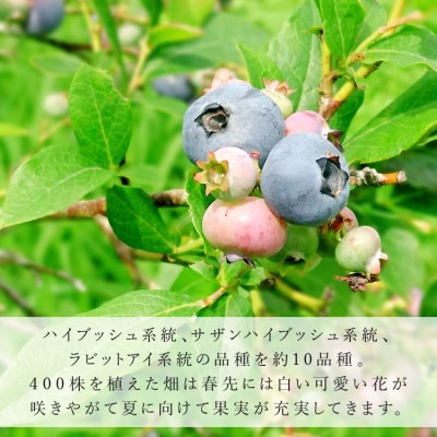 【訳あり】熊本県あさぎり町産 粒の大きさ不揃い 手摘みブルーベリー 生果実 約1kg