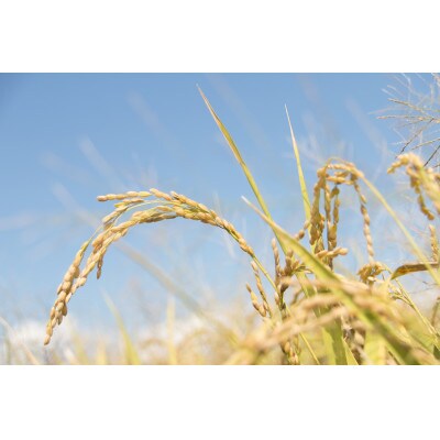 令和6年産　熊本県産くまさんの輝き(白米)(10キロ)