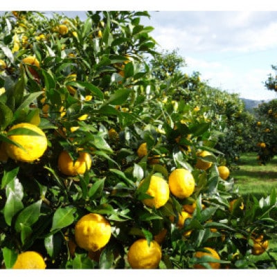 ゆずジュレ20個(有機ゆず100%使用)