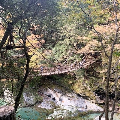秘境銘茶 祖谷かずら橋