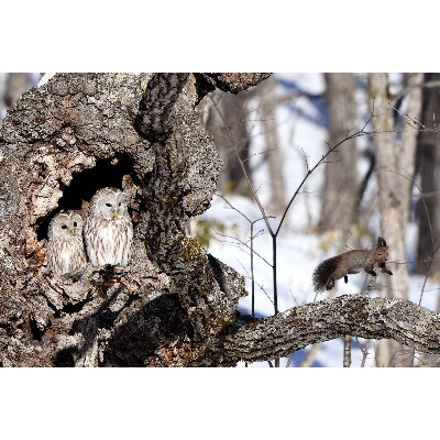 Surprise 撮影 安藤誠 額装写真 お礼品詳細 ふるさと納税なら さとふる