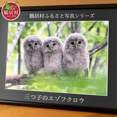 農場カメラマンが撮った 北海道鶴居村ふるさと写真シリーズ【三つ子のエゾフクロウ】