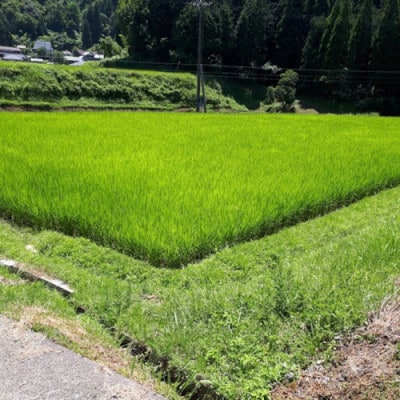 【希少】京丹後米～水と文化が育んだ～野間のこしひかり 精米 3kg 安心安全なコシヒカリ