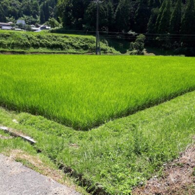 【希少】京丹後米～水と文化が育んだ～野間のこしひかり 精米 3kg 安心安全なコシヒカリ