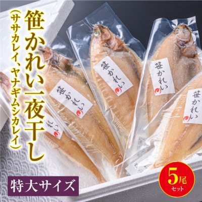 笹かれい一夜干し(ササカレイ、ヤナギムシカレイ)特大サイズ 5尾セット