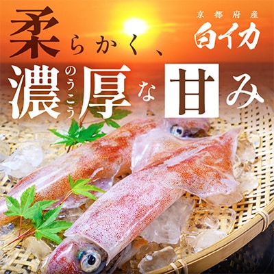 BBQにぴったり!白イカ(ケンサキイカ)　調理済み　正味1.5kg入り(6～12匹)※小分け真空包装