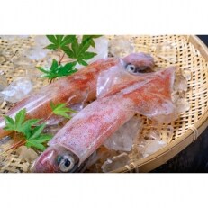 BBQにぴったり!白イカ(ケンサキイカ) 調理済み 正味2kg入り(8~16匹) ※小分け真空包装