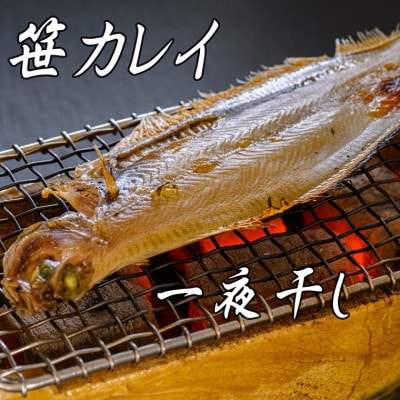 笹かれい一夜干し(ササカレイ、ヤナギムシカレイ)中サイズ 5尾セット