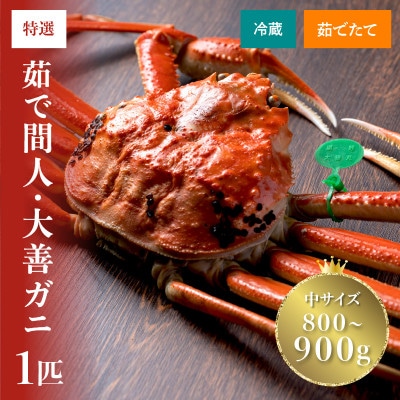 蟹の匠　魚政の京丹後市産　未冷凍　茹で間人ガニ大善ガニ 特選 中サイズ 1匹(2026年1月～発送)