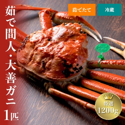 蟹の匠　魚政の京丹後市産　未冷凍　茹で間人ガニ大善ガニ　特選　1200g級 1匹(2024年発送)