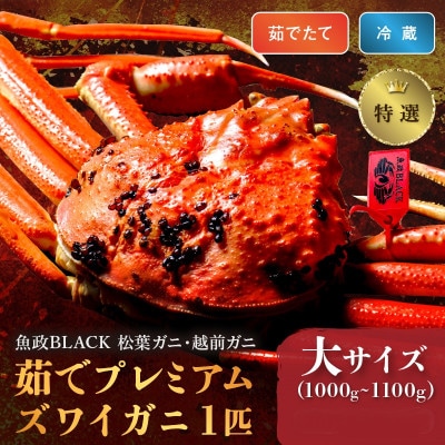 茹でプレミアムズワイガニ(松葉・越前)魚政BLACK特撰 大サイズ 1匹(2026年1月～発送)