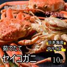 蟹の匠 魚政の内子外子が美味! 茹でたて セイコガニ(セコ蟹)(香箱ガニ)(こっぺ)中サイズ 10匹