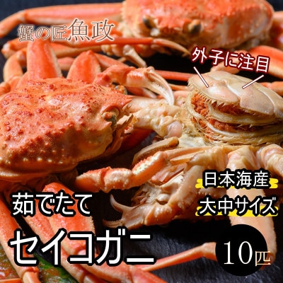 蟹の匠 魚政の内子外子が美味! 茹でたて セイコガニ(セコ蟹)(香箱ガニ)(こっぺ)中大サイズ10匹