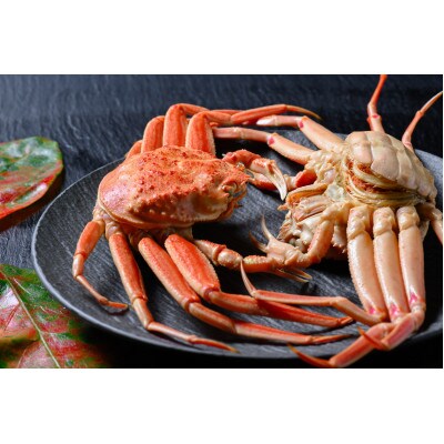 蟹の匠 魚政の内子外子が美味! 茹でたて セイコガニ(セコ蟹)(香箱ガニ)(こっぺ)中大サイズ10匹