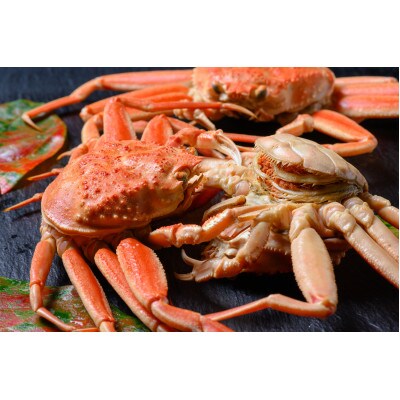 蟹の匠 魚政 急速冷凍　内子外子が美味!　セイコガニ　大中サイズ 5匹