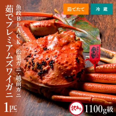 茹で プレミアムズワイガニ 魚政BLACK 訳あり 1100g級 1匹(11月～12月発送予定)
