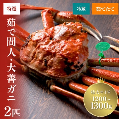 京丹後市産 未冷凍 茹で間人ガニ大善ガニ 特大サイズ(1200～1300g級)2匹(1月～3月発送)