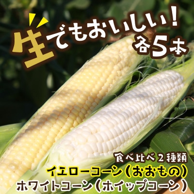 鮮度抜群!生でも食べられる高糖度!もぎたて フルーツトウモロコシ 食べ比べセット(黄色・白色各5本)