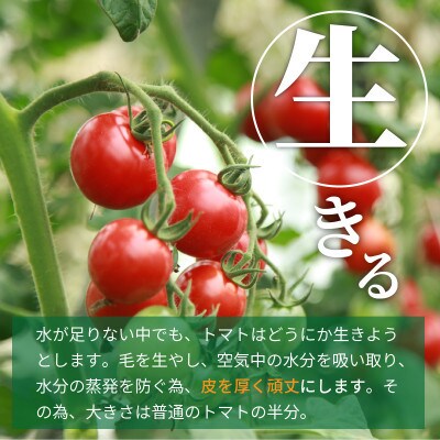 【限定】やりすぎトマト (15～18玉×2箱)【冬】期間限定8,000円