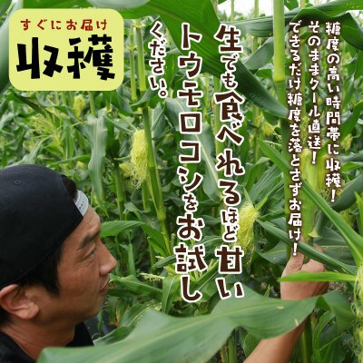鮮度抜群!生でも食べられる高糖度!もぎたて フルーツトウモロコシ「ホワイトコーン」10本