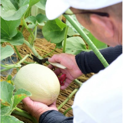 【先行予約】 年間生産量200玉の最上級メロン「新芳露-幻-」(2025年7月下旬～発送)