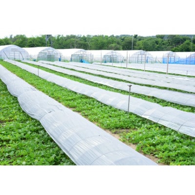 【先行予約】 年間生産量200玉の最上級メロン「新芳露-幻-」(2025年7月下旬～発送)