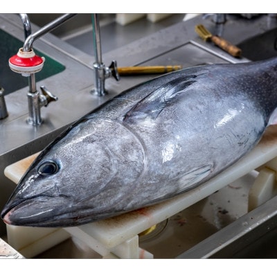カニ屋が作る　魚ローストフィッシュ　 シビマグロ　1袋 約200g×5袋入り(ドレッシングソース付)