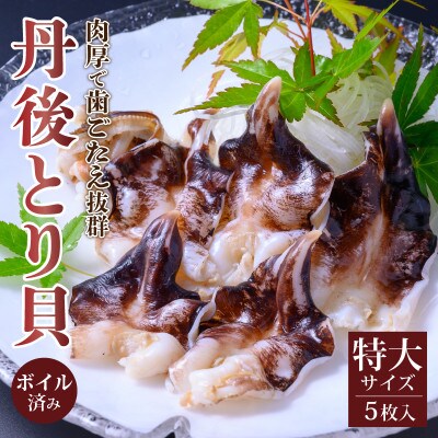 丹後とり貝　ボイル済み　特大サイズ　5枚入り